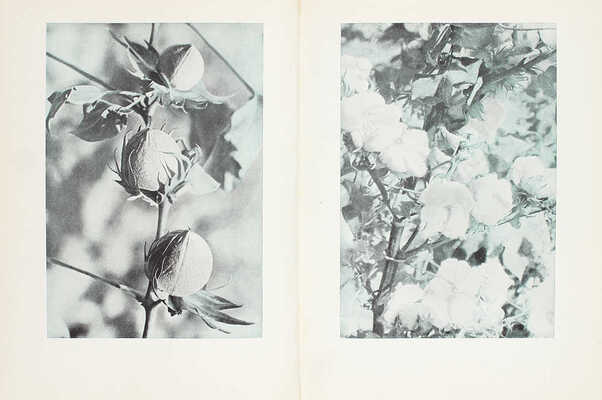 Хлопководство. [Фотоальбом] / Сост. Н.В. Калугин. М.: ОГИЗ «Сельхозгиз», 1940.